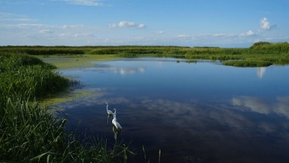 Humedal español al borde del colapso afectado por sequía y sobreexplotación