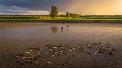 Crisis de los humedales causada por agroindustria y desecación masiva