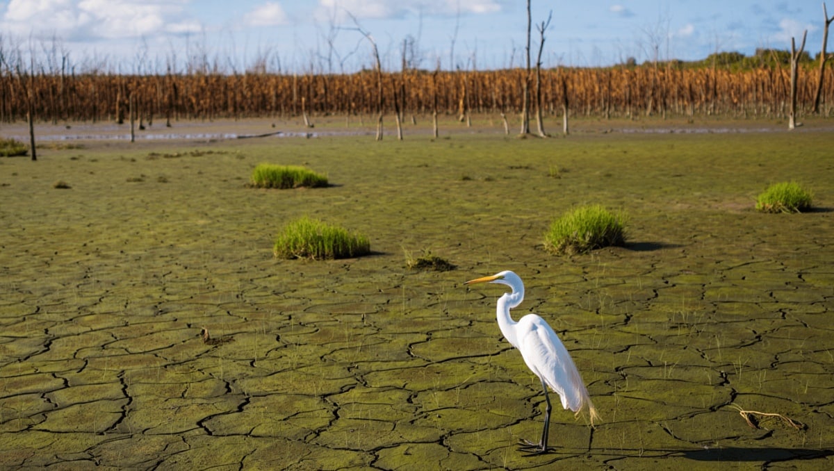 Humedales españoles afectados por agricultura intensiva y escasez de agua