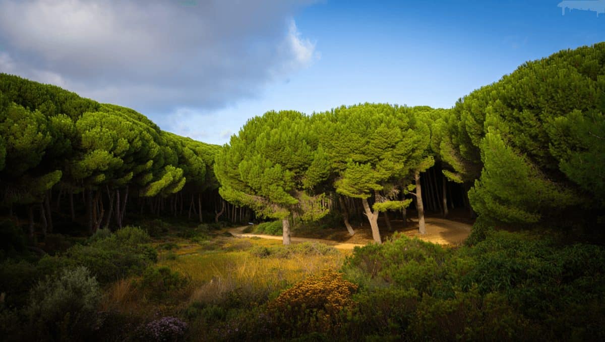 Mapa Forestal de las Islas Baleares con tecnología 3D para proteger los bosques