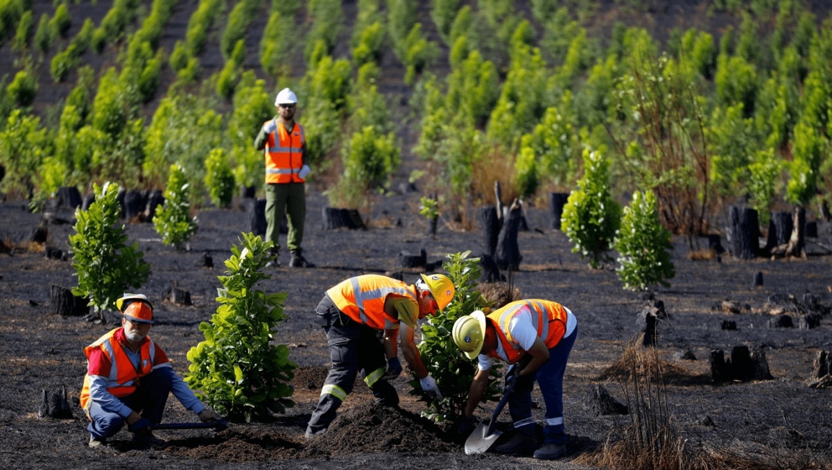 Restauración forestal en Huelva tras el incendio de 2017