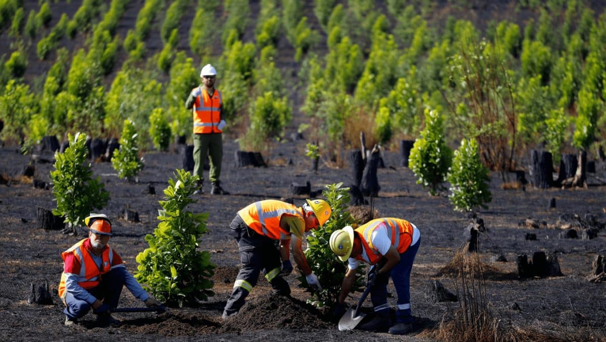Restauración forestal en Huelva tras el incendio de 2017