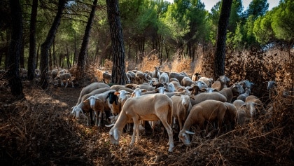 ovejas limpiando bosque salou