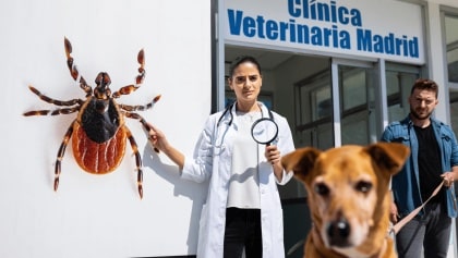 Madrid en alerta por la peligrosa plaga que pone en riesgo a tu perro: piden que tengamos cuidado