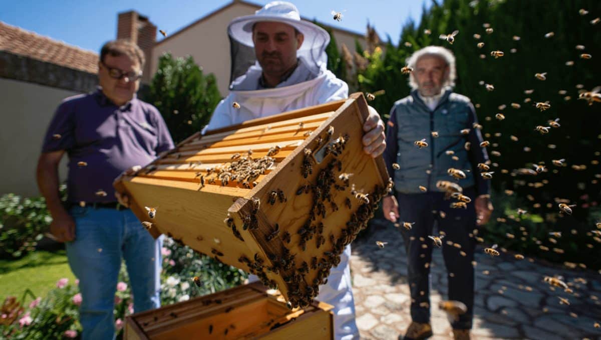 La red que salva miles de abejas en España mediante el rescate y reubicación de enjambres