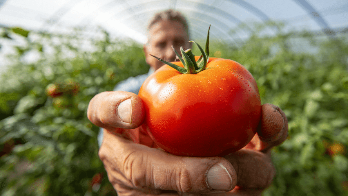 El tomate que ansías: salino, dulce, ácido y 'crunchy'