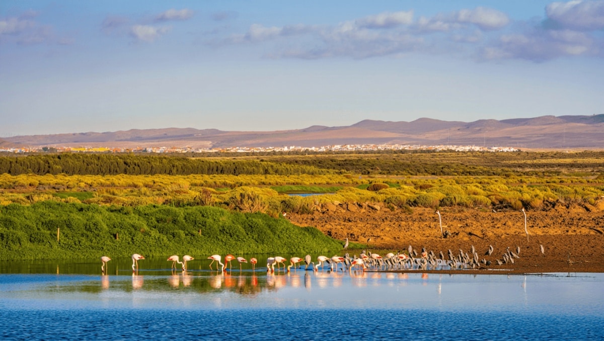 Humedal de Marruecos con aves acuáticas en una zona clave para las rutas migratorias entre África y Europa