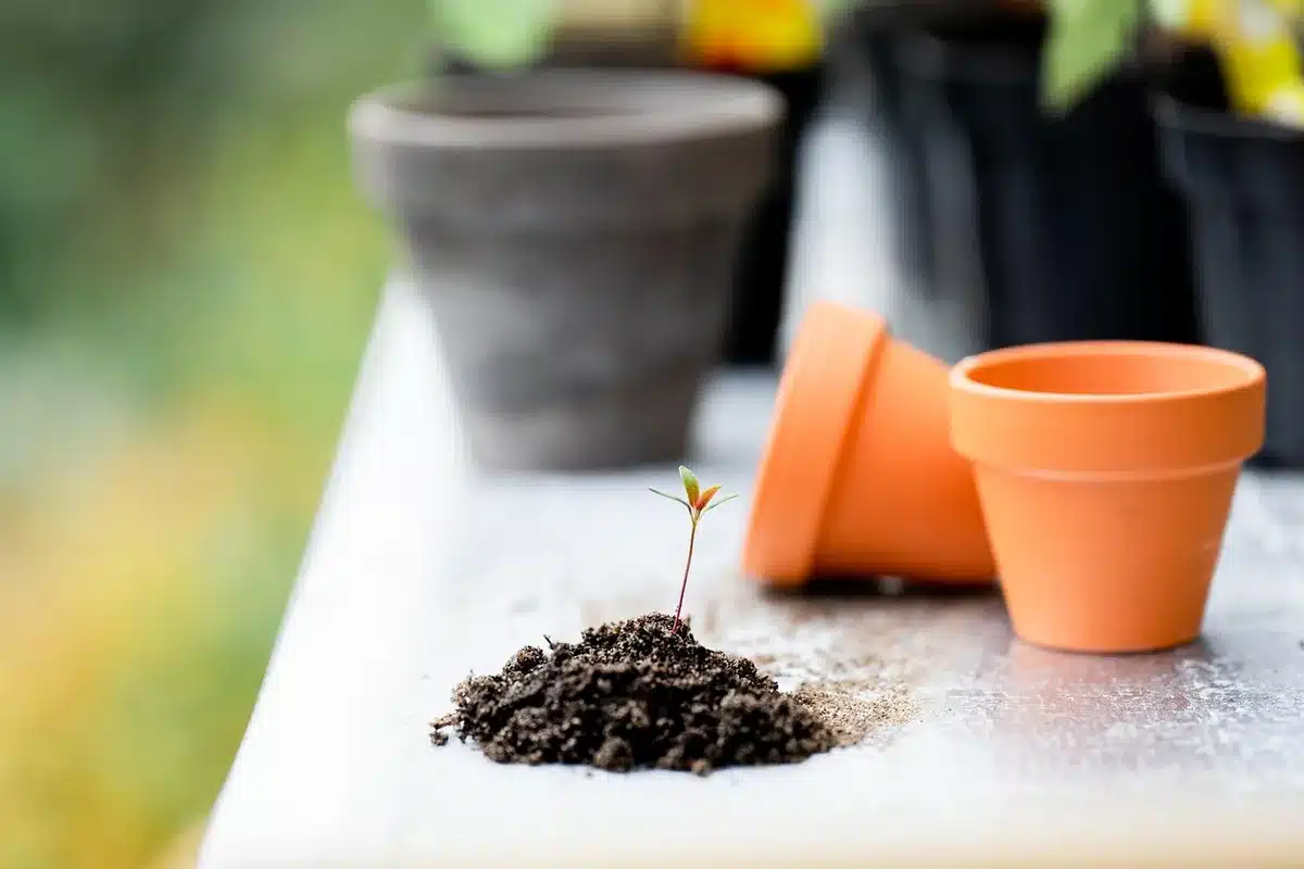 Manos plantando plántulas en tierra oscura durante el otoño en un jardín bien preparado
