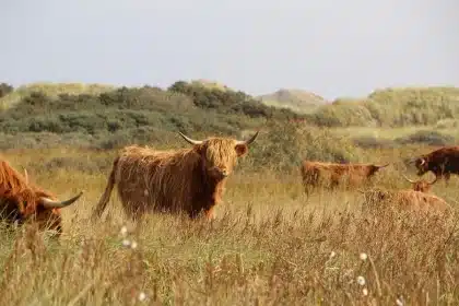 Pastizales ondulantes al amanecer con cercas rurales y ganado distante, escena anónima