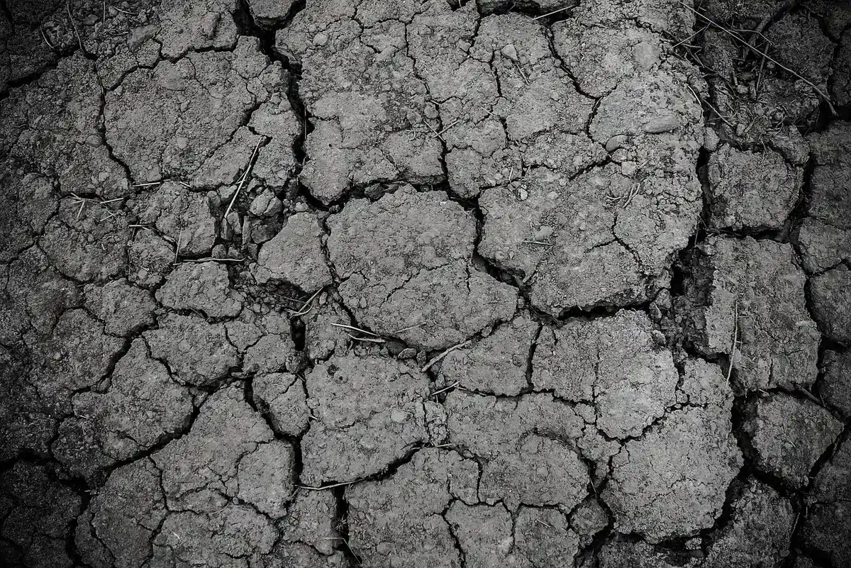 Campo agrietado por sequ&iacute;a con cultivo da&ntilde;ado