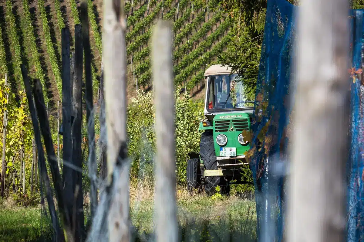 Joven en tractor trabajando en viñedo