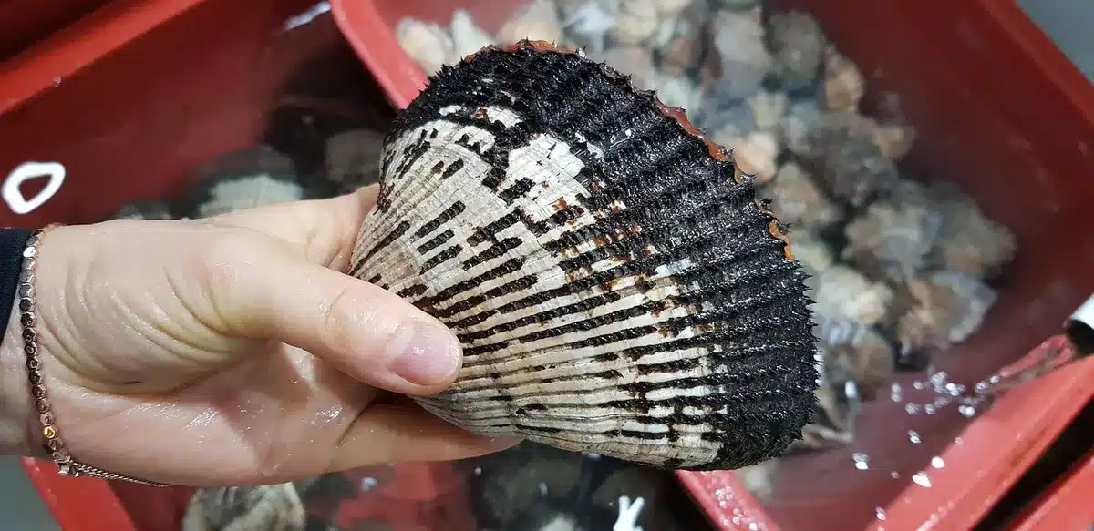 Plato de marisco fresco con navajas y almejas servido en una mesa