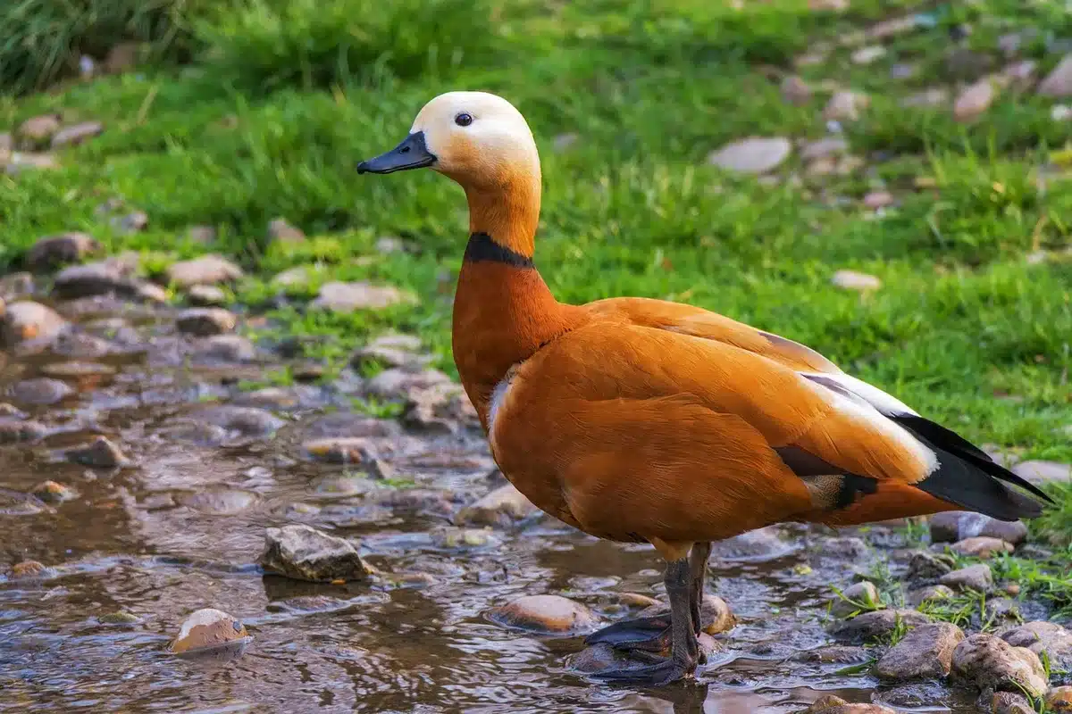 Voluntarios eliminando plantas exóticas en la orilla de una laguna