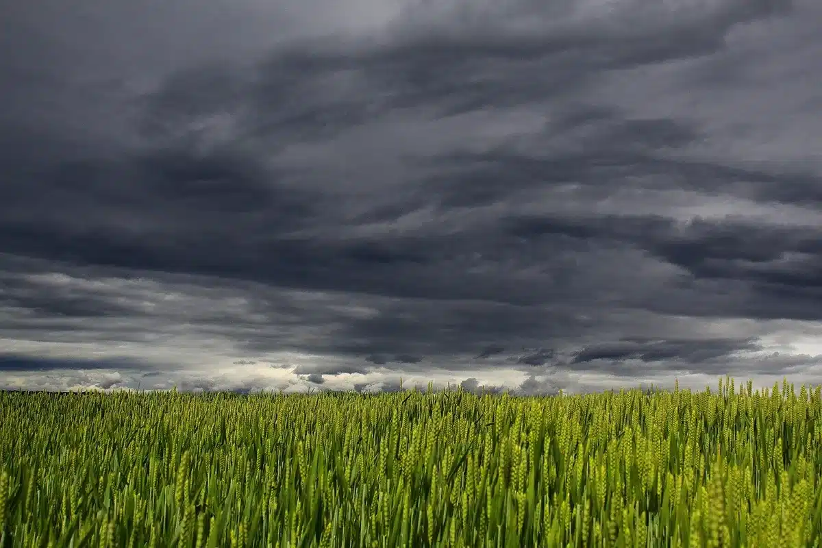 Campo con lluvia intensa y charcos tras un chubasco