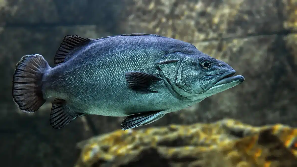 Pescado entero con la espina central apoyada sobre uno de los lomos antes de hornear