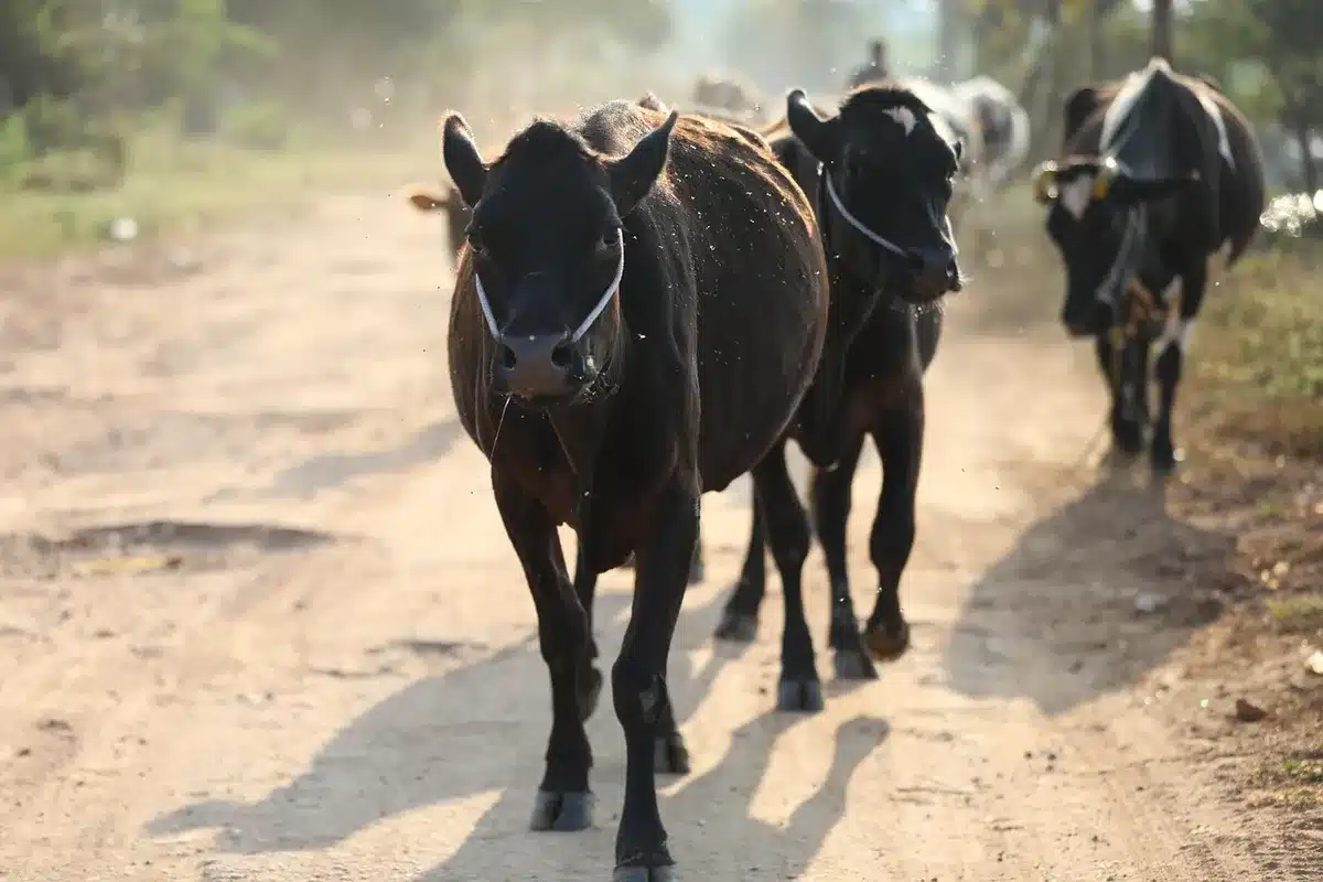 Potreros y corrales con toros de ganaderías de origen español