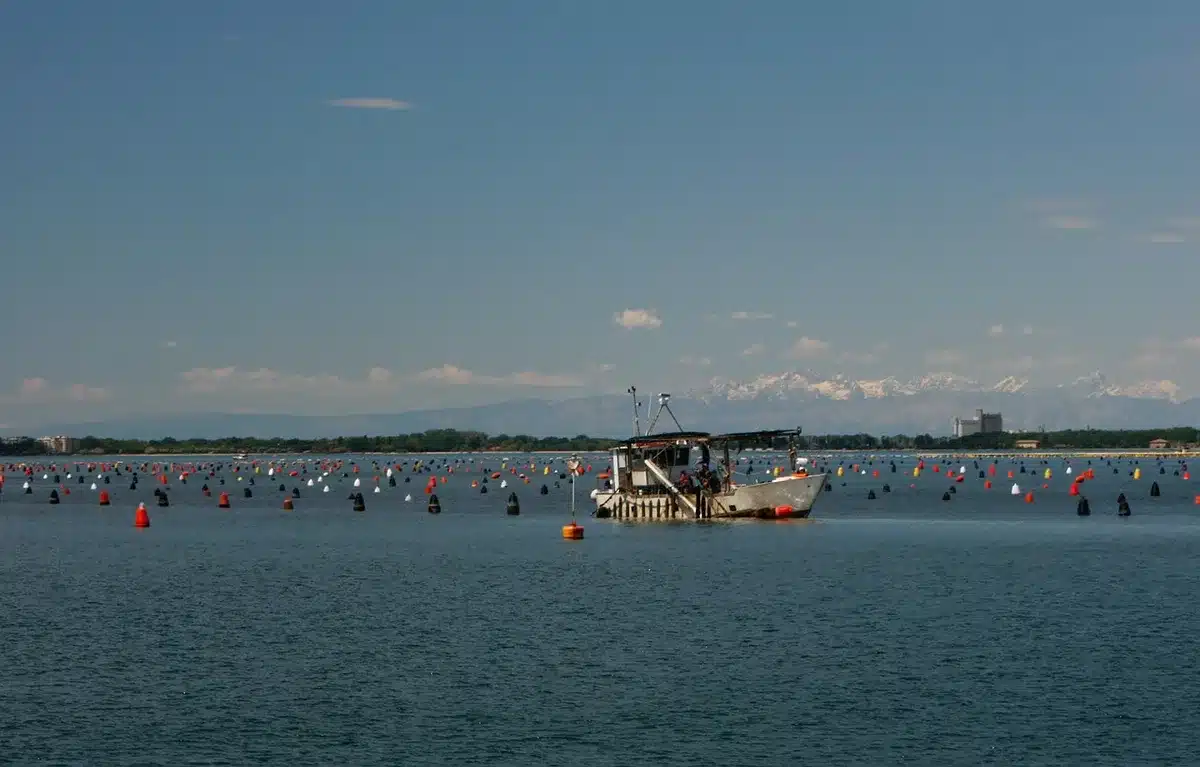 Bateas y cultivos de mejillón en la ría de Arousa